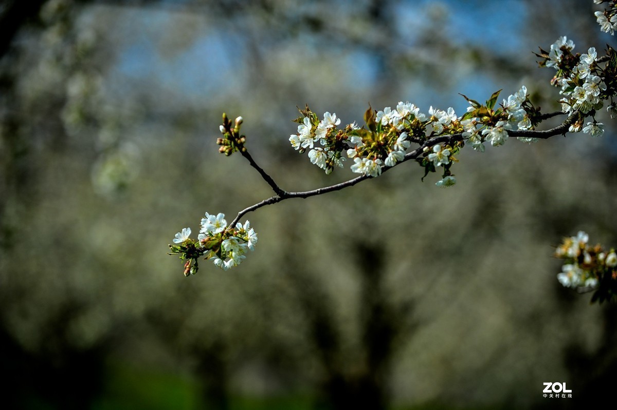 请来村里赏樱花