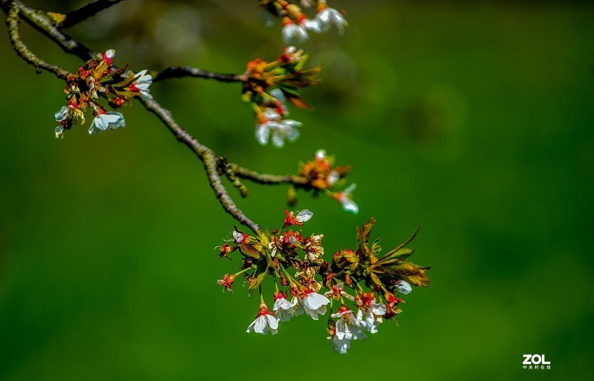请来村里赏樱花