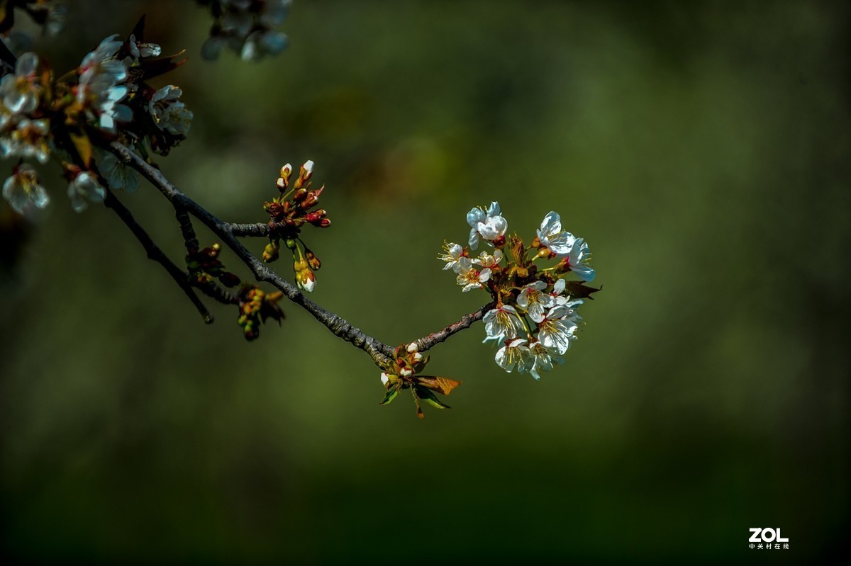 请来村里赏樱花