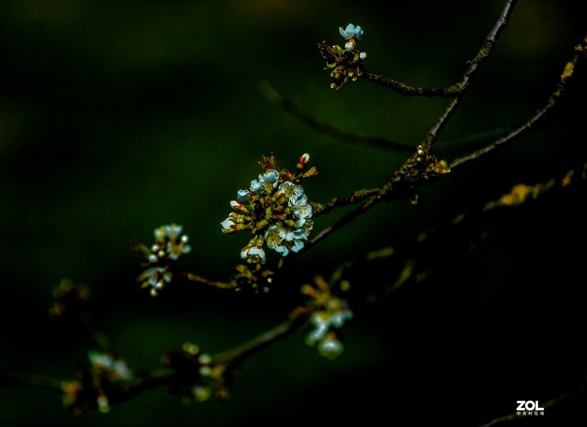 请来村里赏樱花