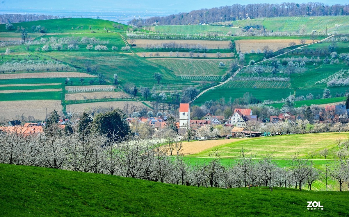 请来村里赏樱花