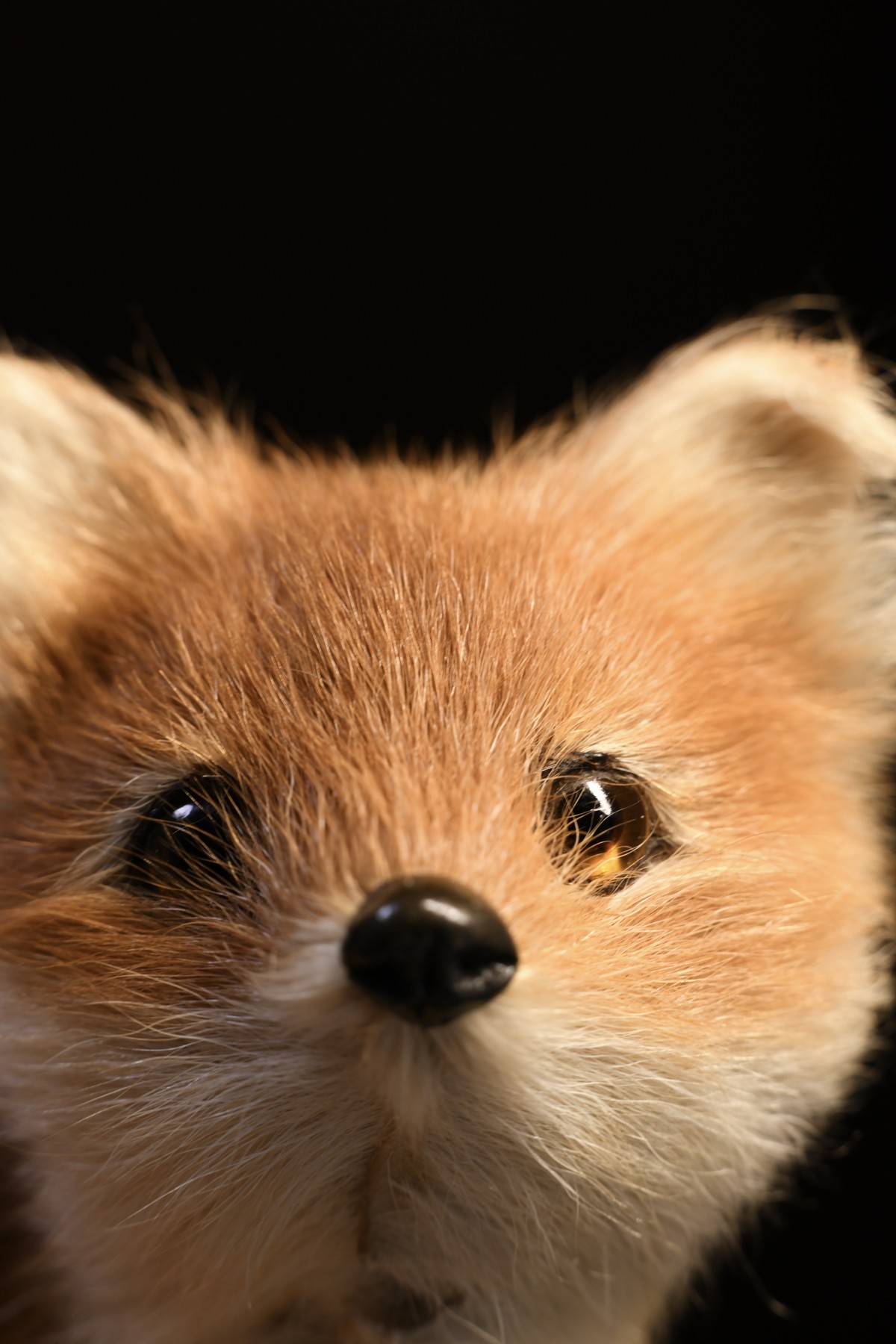 用微距接圈拍的小片儿