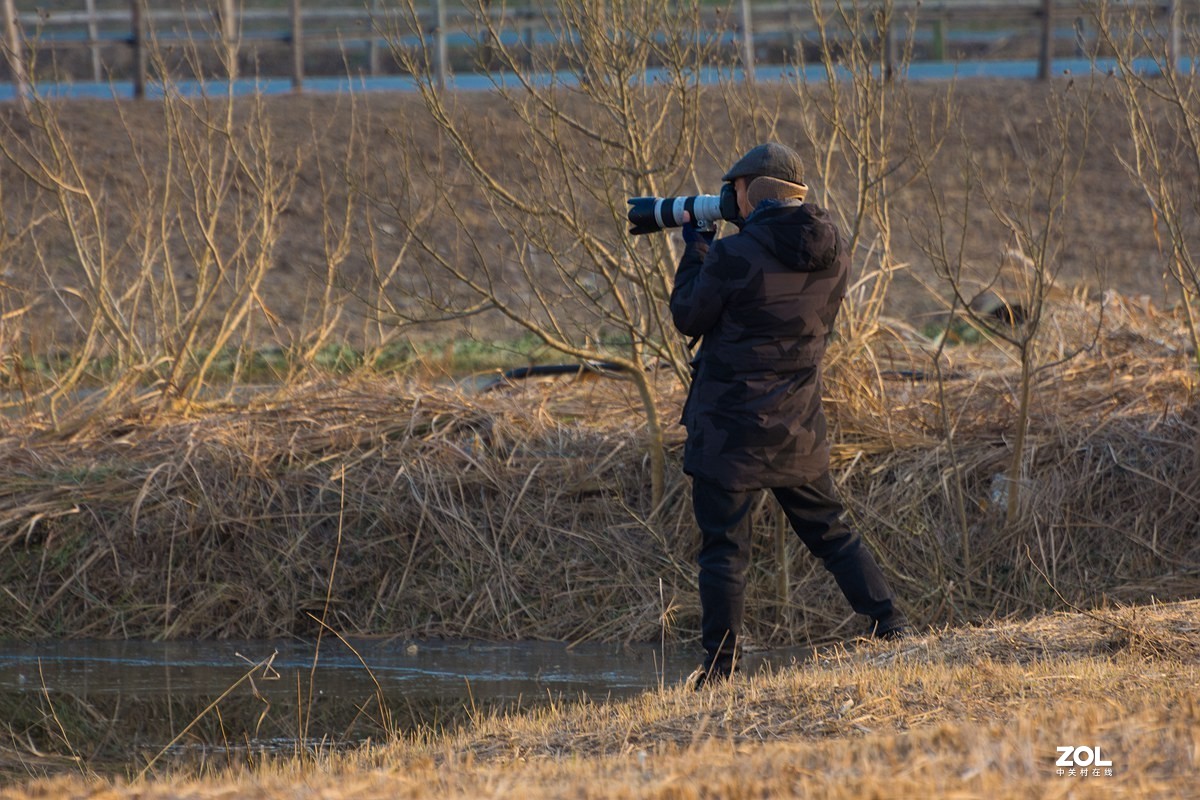 杭州湾湿地冬拍（19）