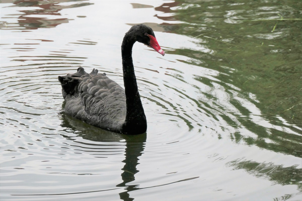 【黑天鹅】——摄于上海徐家汇绿地花园