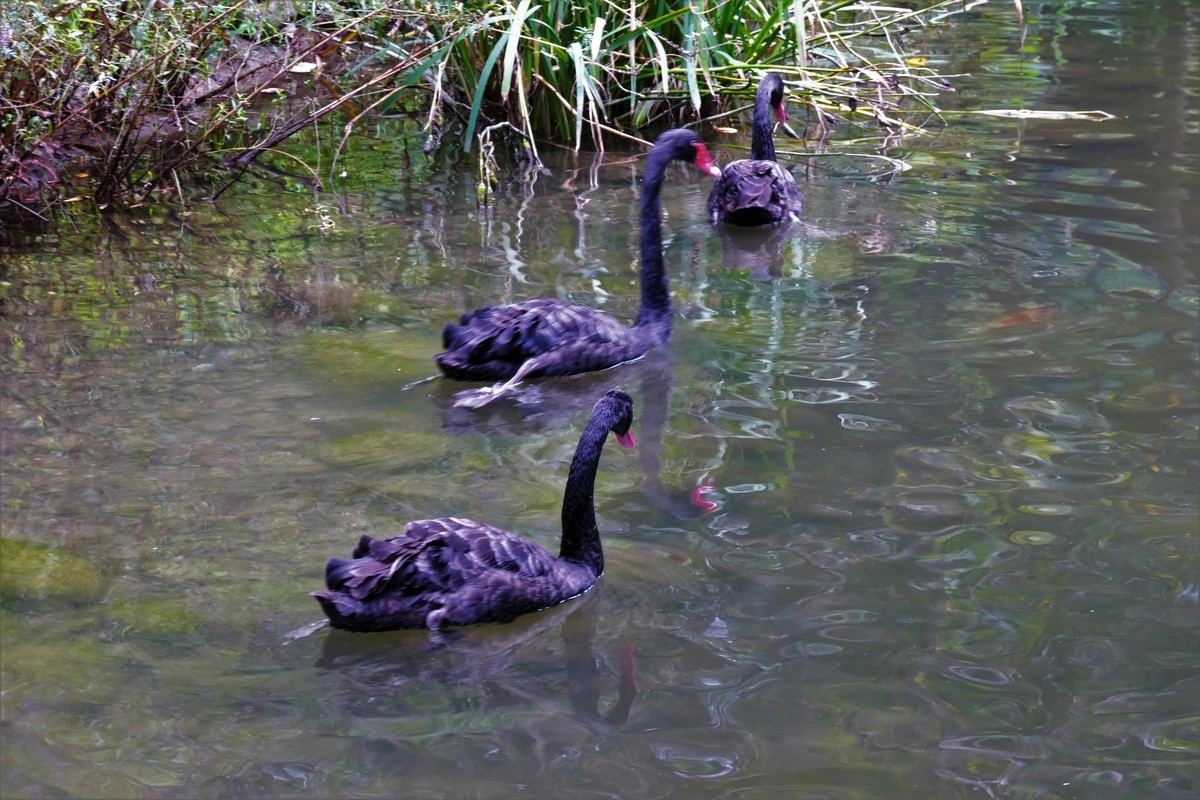【黑天鹅】——摄于上海徐家汇绿地花园