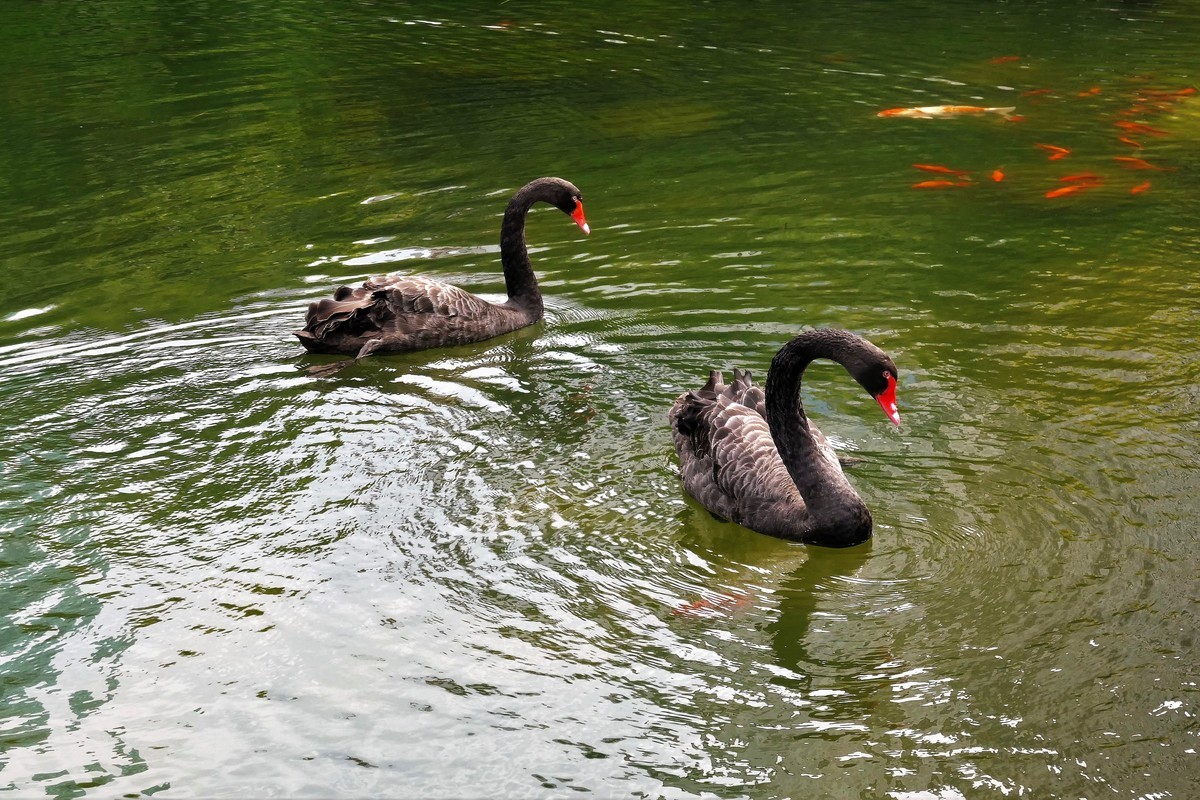 【黑天鹅】——摄于上海徐家汇绿地花园