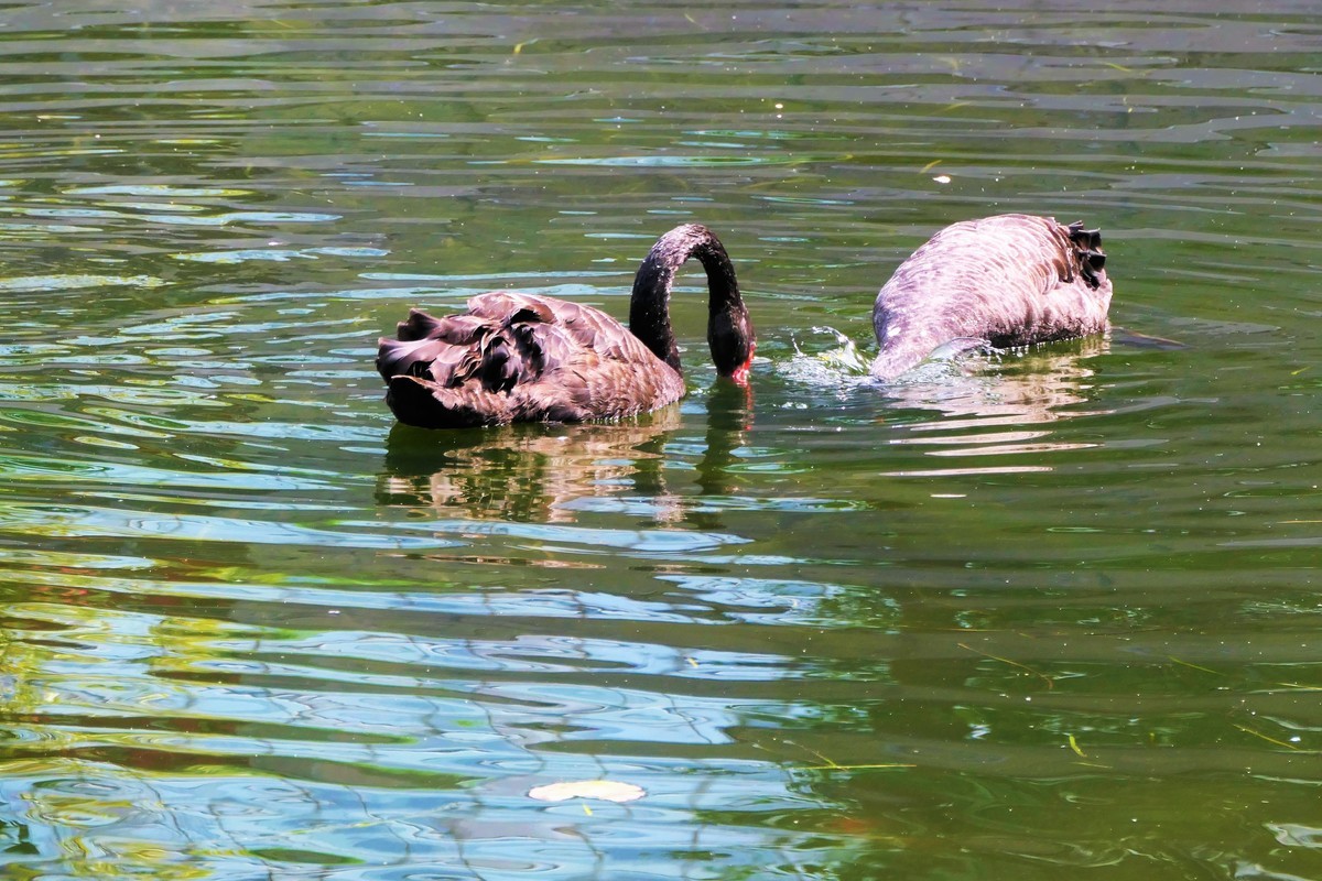 【黑天鹅】——摄于上海徐家汇绿地花园