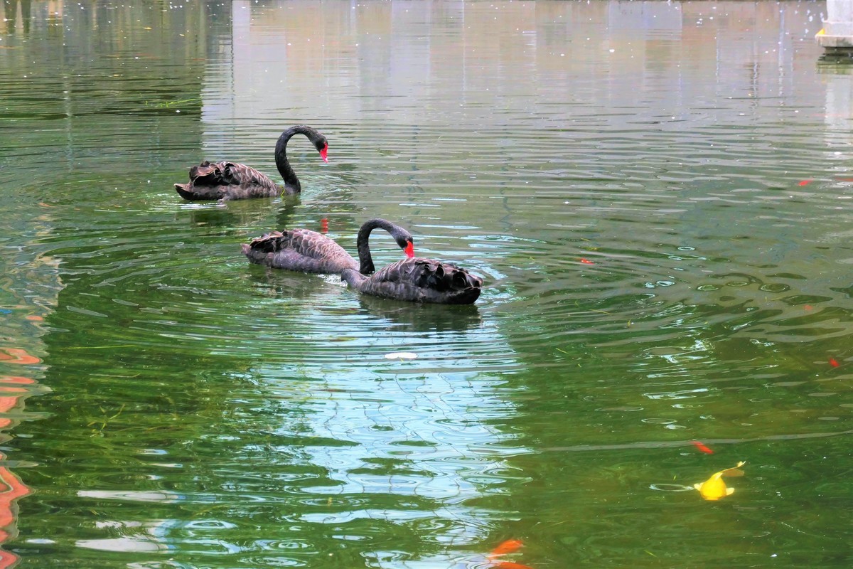 【黑天鹅】——摄于上海徐家汇绿地花园