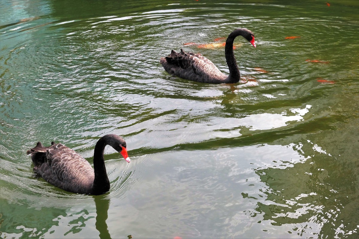 【黑天鹅】——摄于上海徐家汇绿地花园