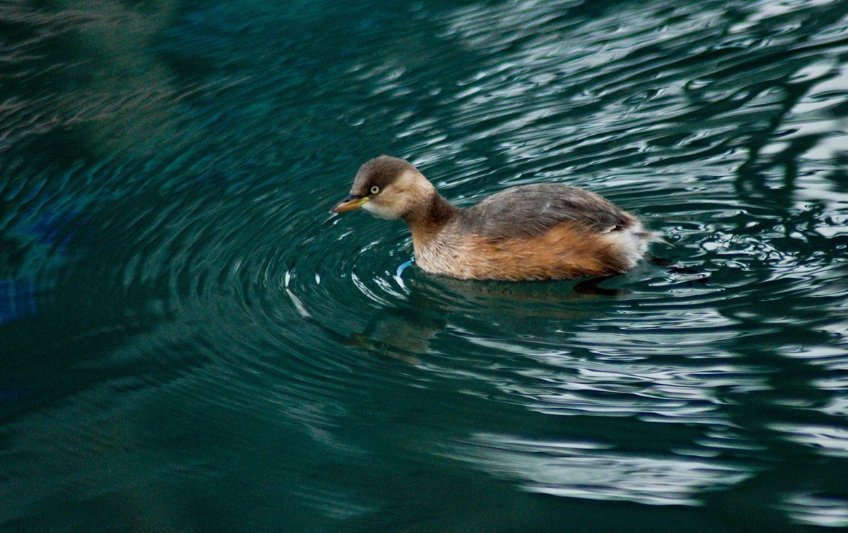 呆萌的水鳥五龍潭小鸊鷉