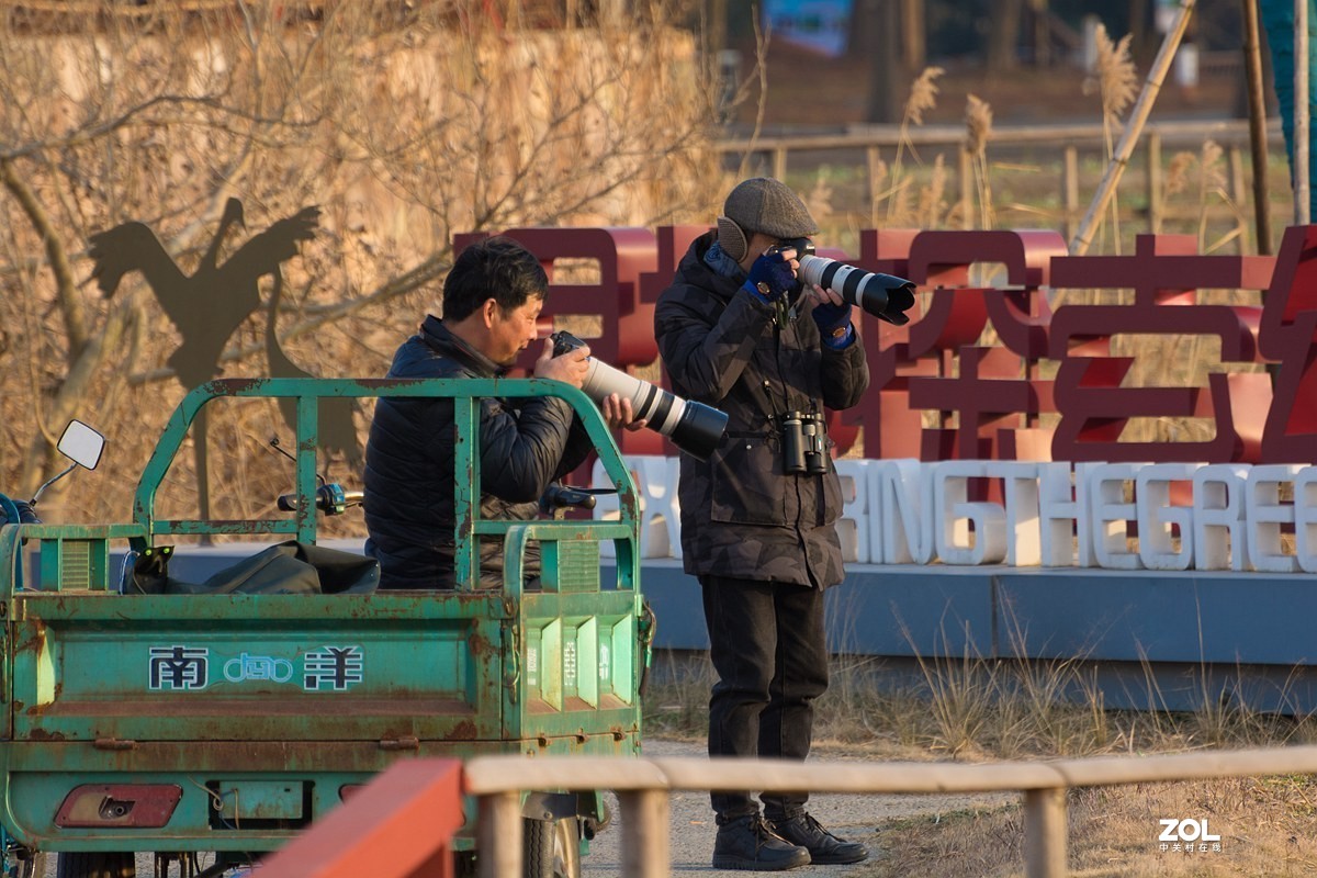 杭州湾湿地冬拍（19）