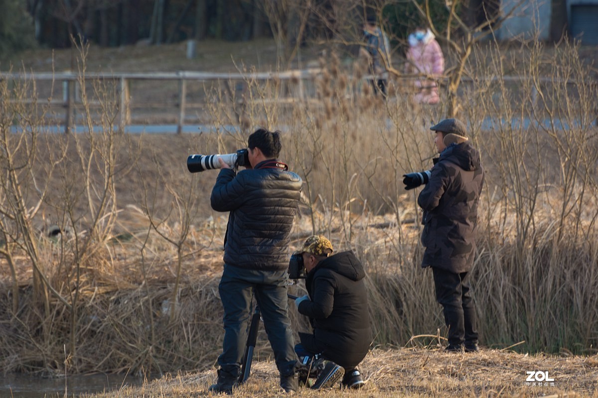 杭州湾湿地冬拍（19）