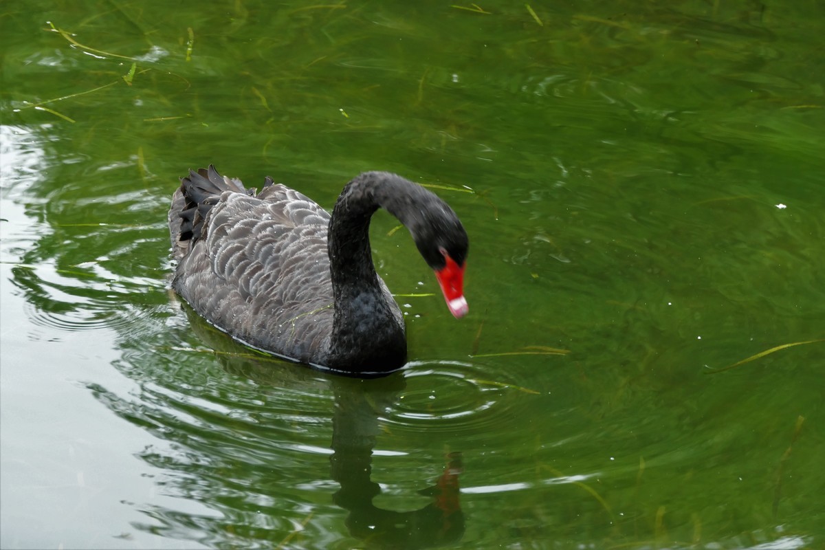 【黑天鹅】——摄于上海徐家汇绿地花园