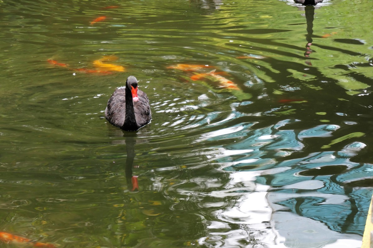 【黑天鹅】——摄于上海徐家汇绿地花园