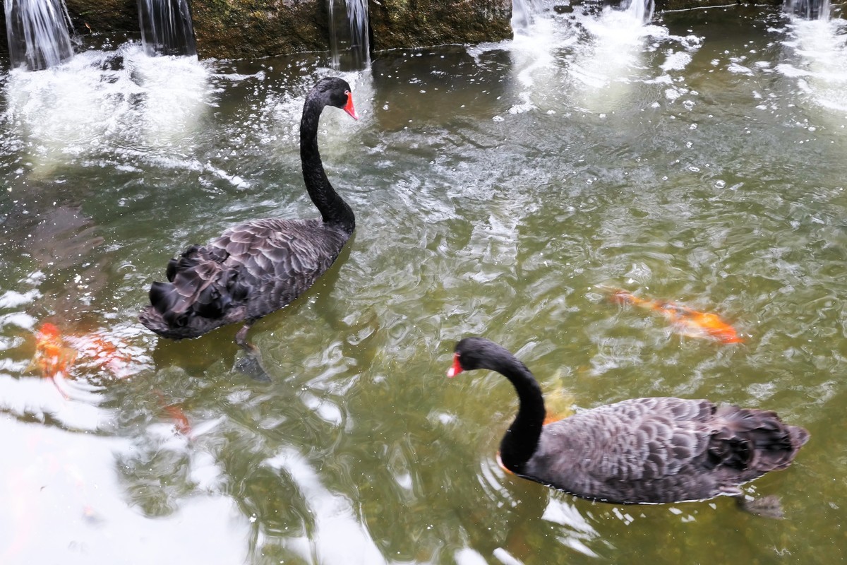 【黑天鹅】——摄于上海徐家汇绿地花园