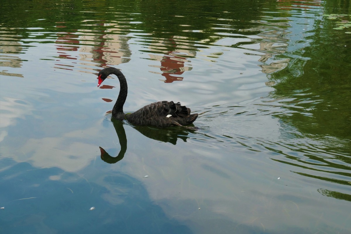 【黑天鹅】——摄于上海徐家汇绿地花园