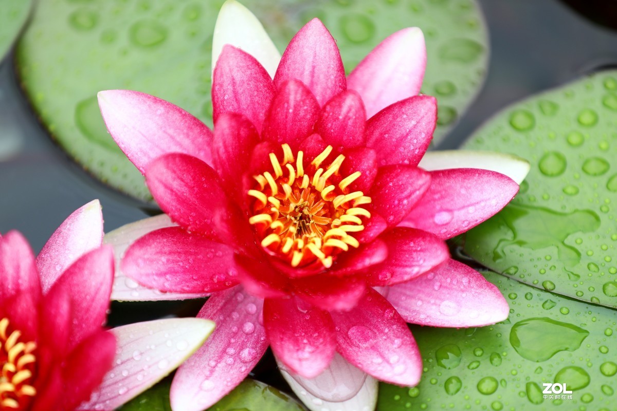 花卉（1728）