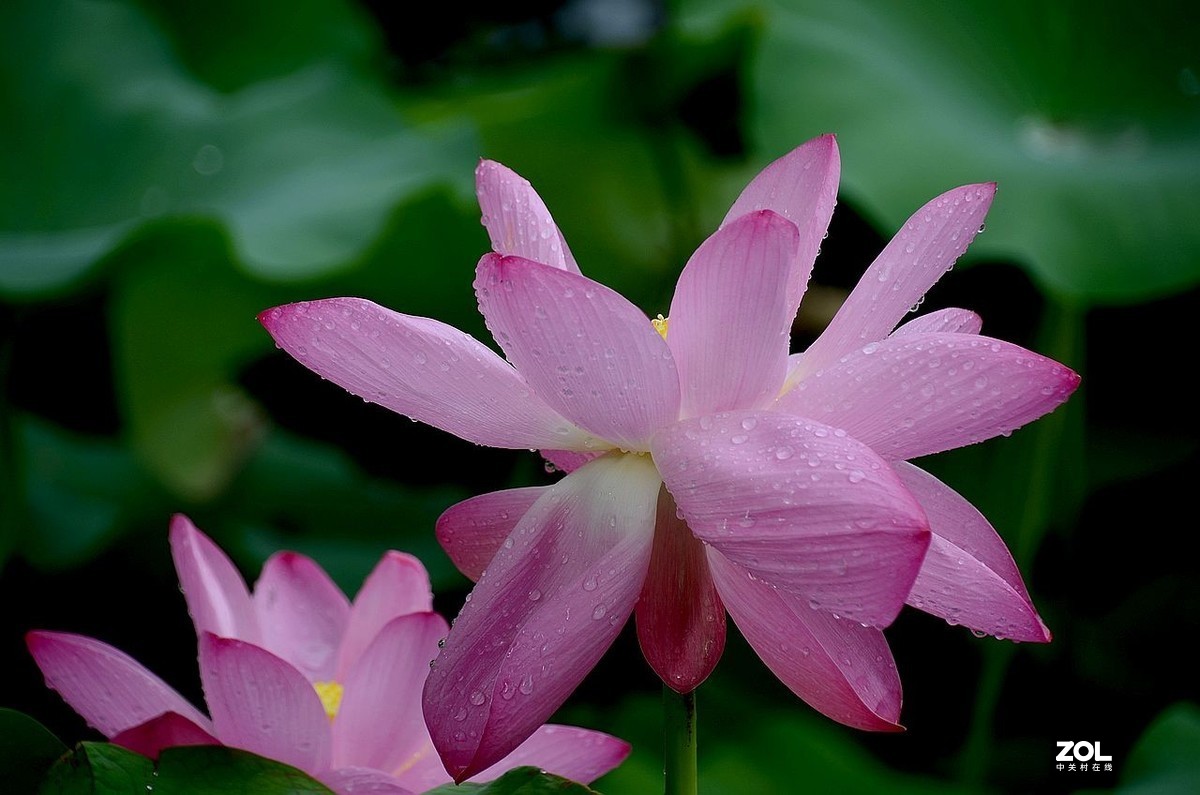 北 海 公 园-----荷 花（3）