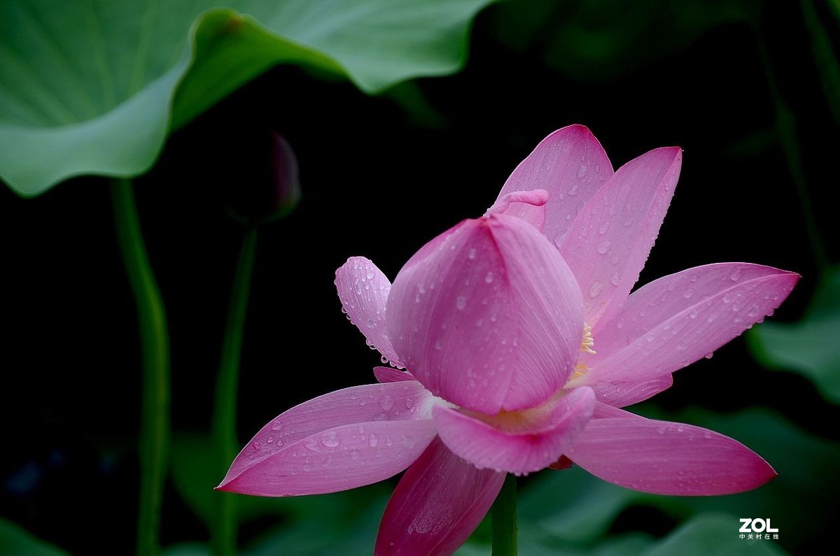 北 海 公 园-----荷 花（3）