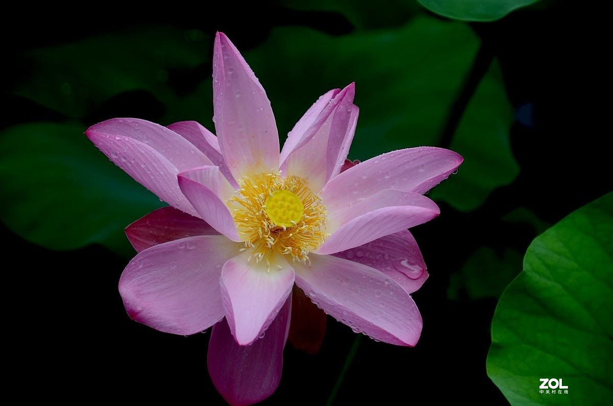 北 海 公 园-----荷 花（3）