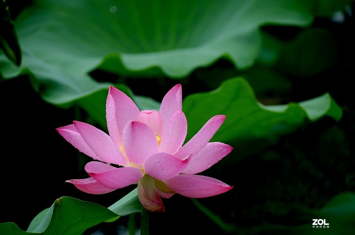 北 海 公 园-----荷 花（3）