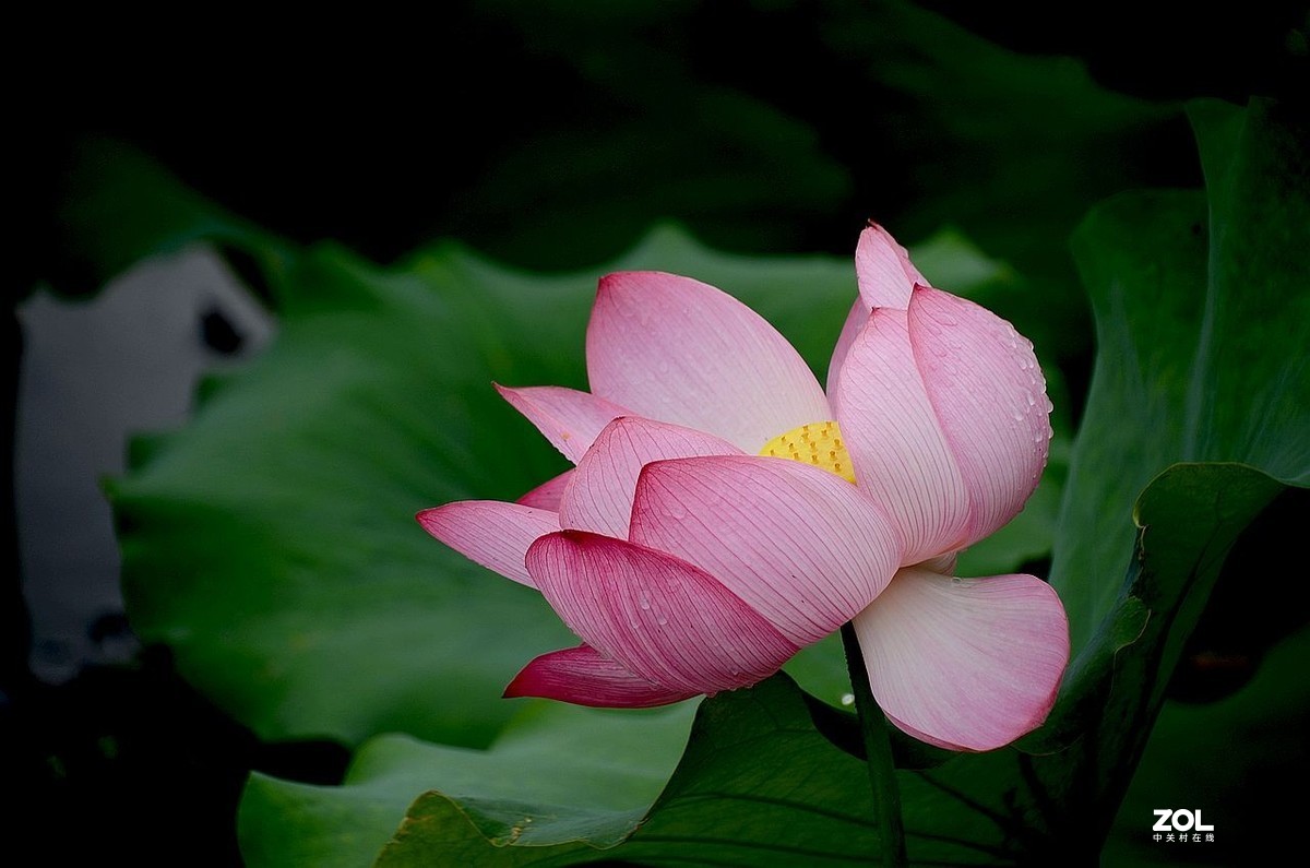 北 海 公 园-----荷 花（3）