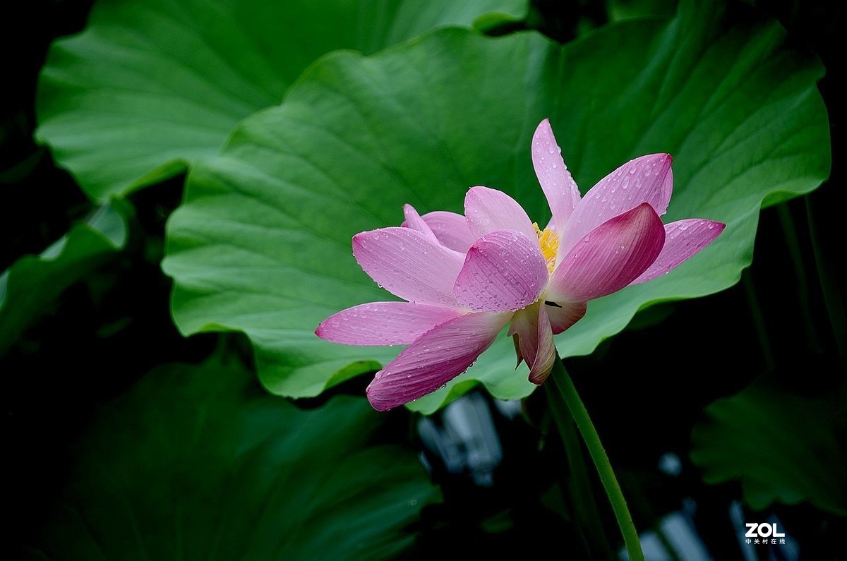 北 海 公 园-----荷 花（3）