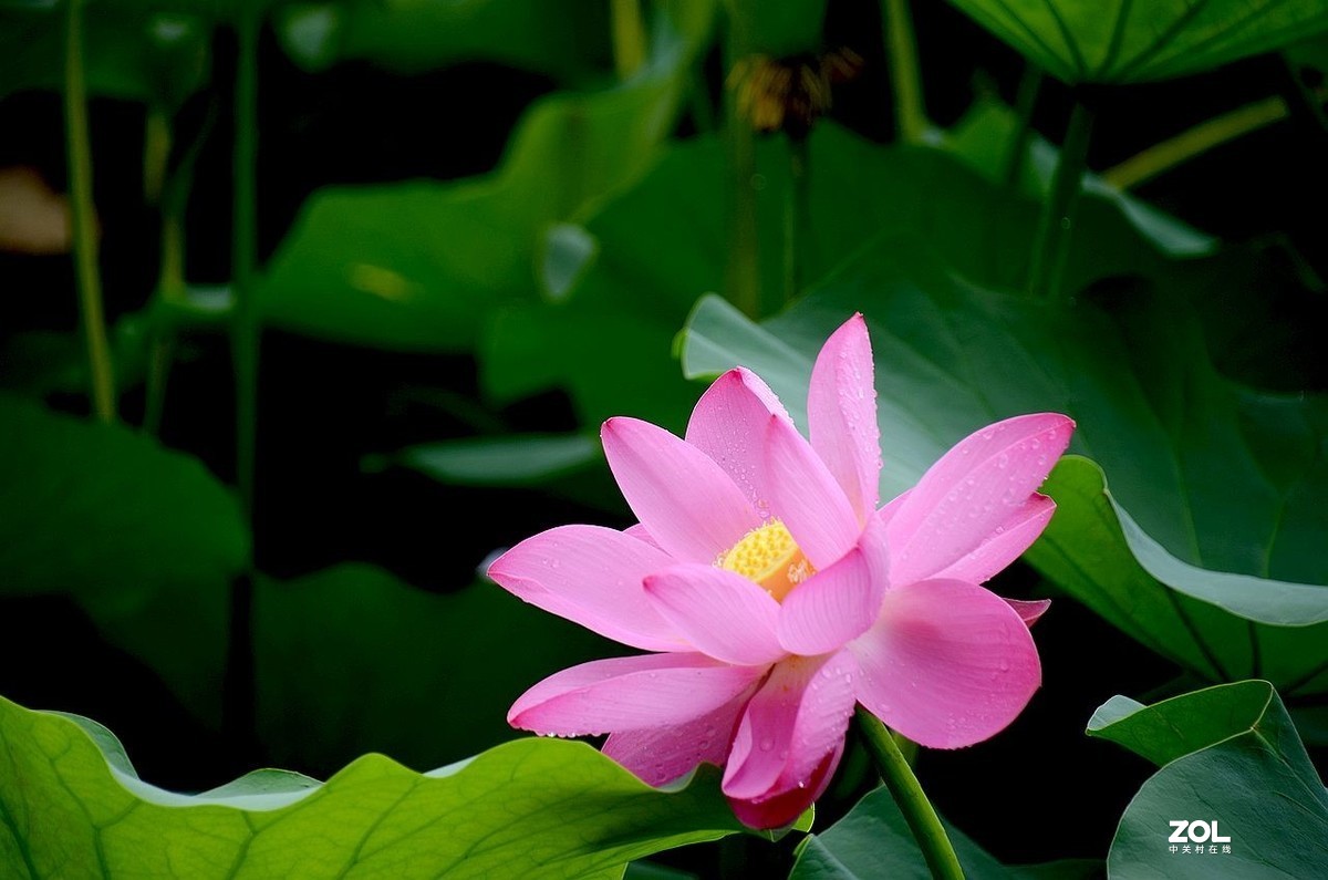 北 海 公 园-----荷 花（3）