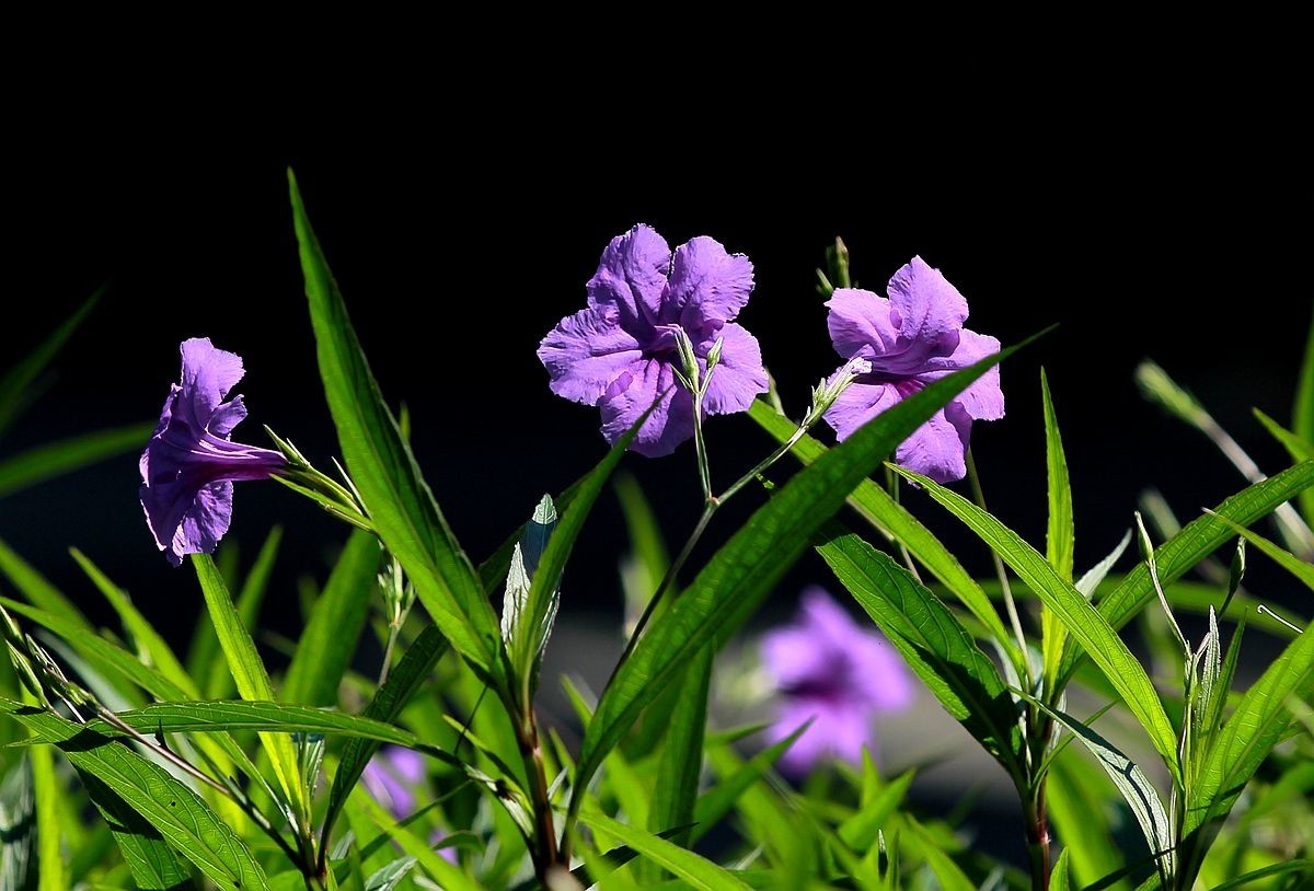 藍花草