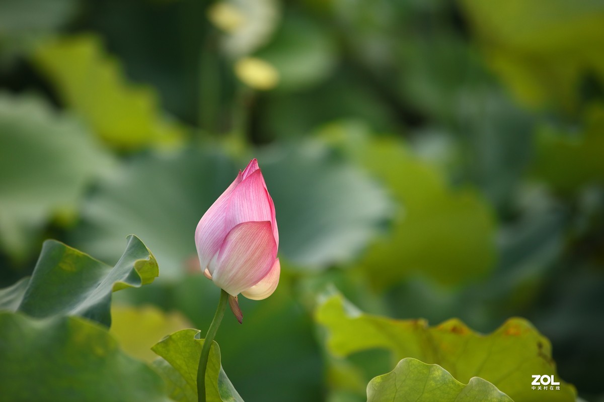 黯然失色的荷花