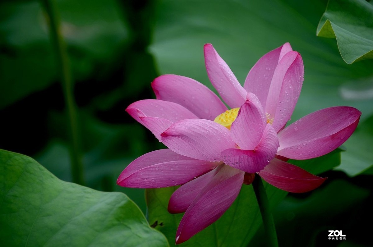 北 海 公 园-----荷 花（3）