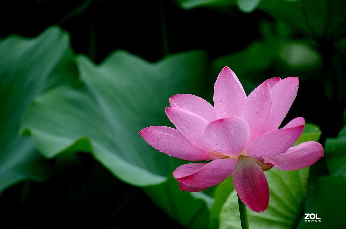 北 海 公 园-----荷 花（3）