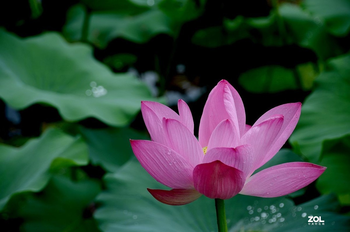 北 海 公 园-----荷 花（3）