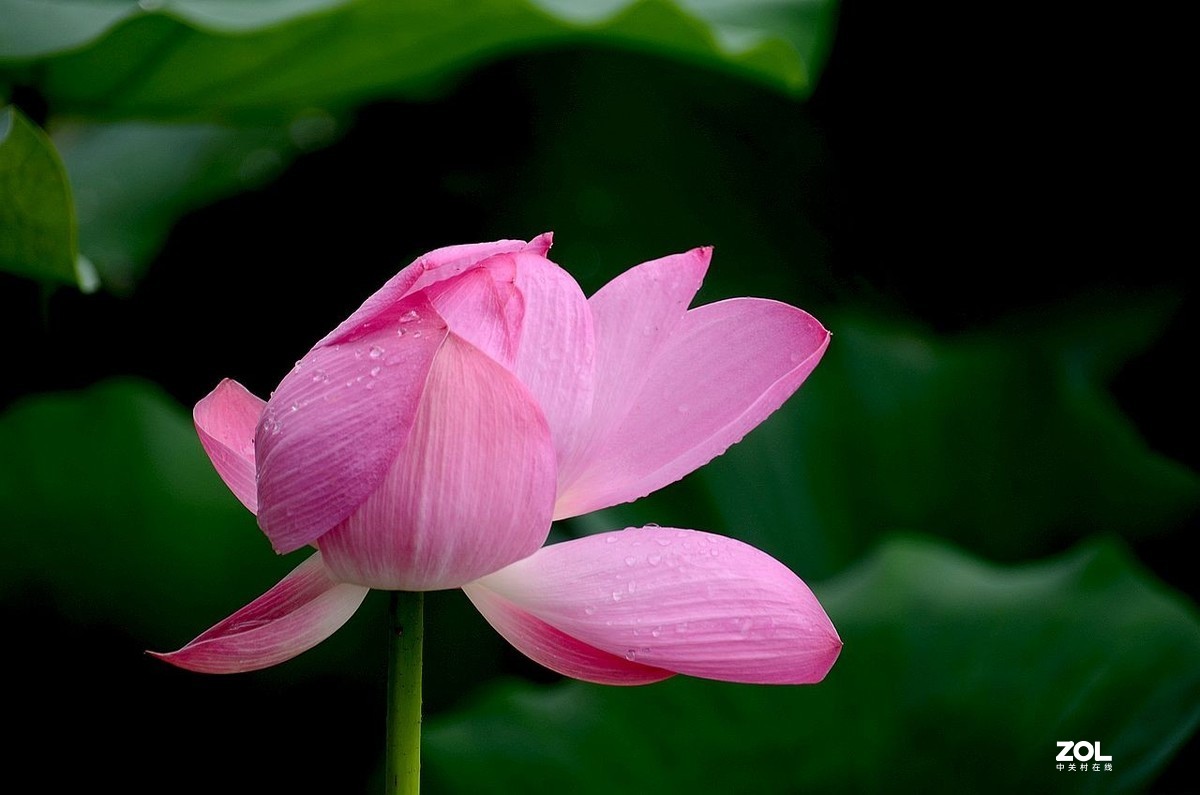 北 海 公 园-----荷 花（3）