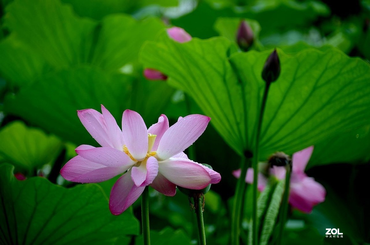 北 海 公 园-----荷 花（3）