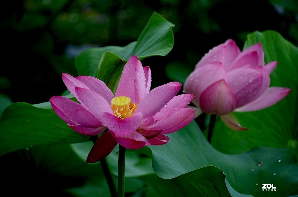 北 海 公 园-----荷 花（3）