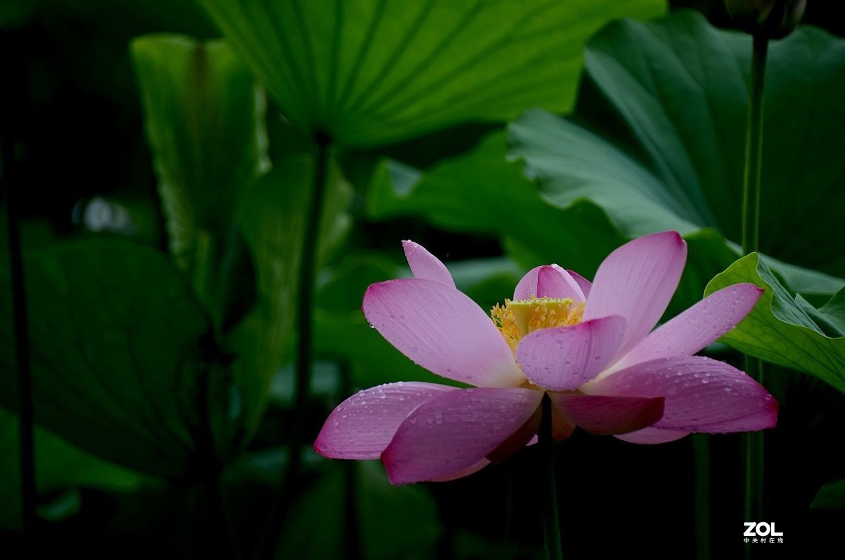 北 海 公 园-----荷 花（3）