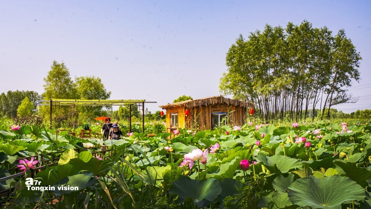 鐵嶺蓮花溼地2