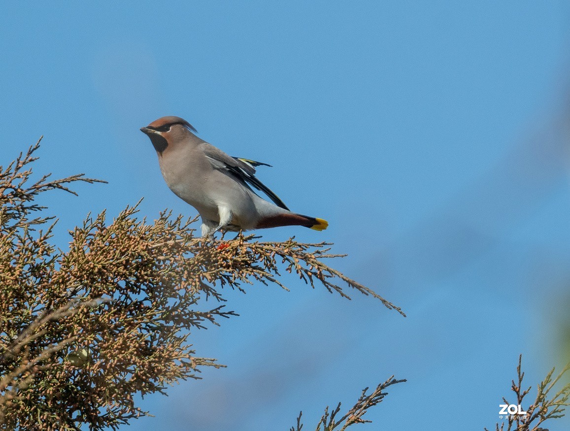 柏树枝上的《太平鸟》