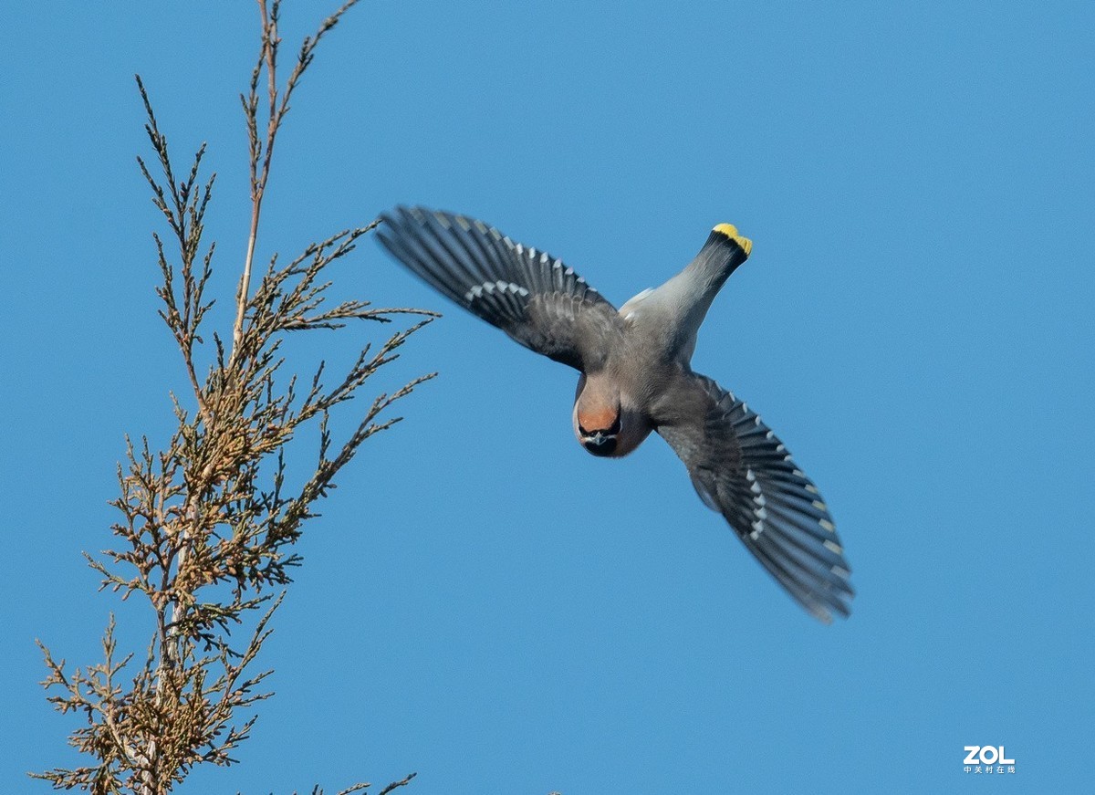 柏树枝上的《太平鸟》
