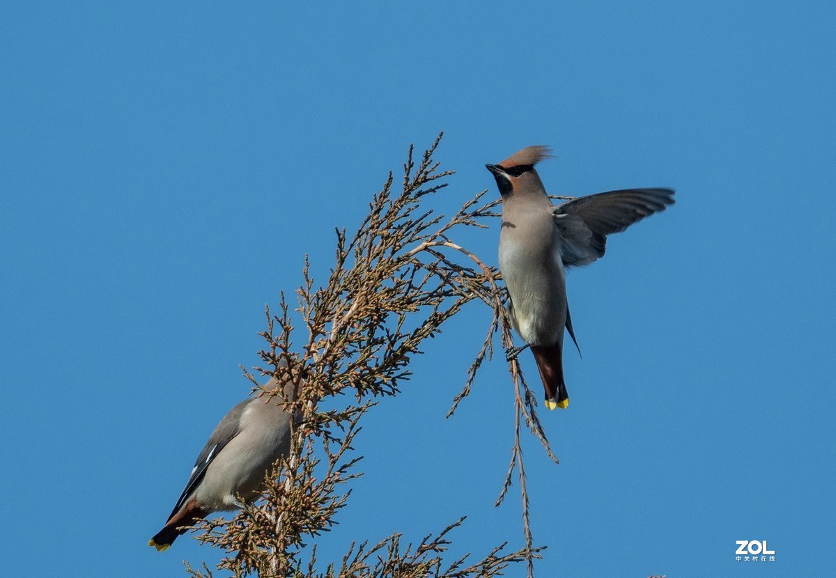 柏树枝上的《太平鸟》