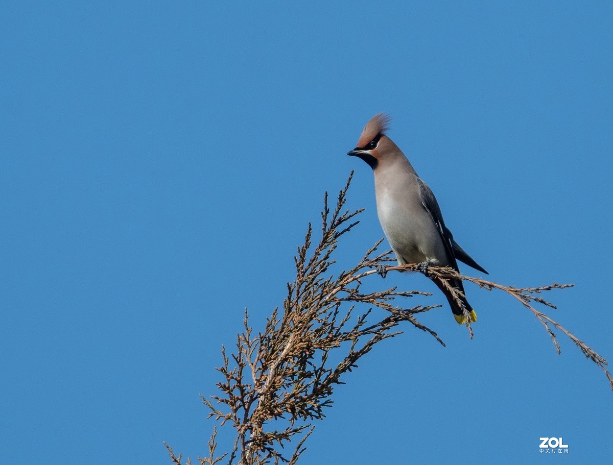 柏树枝上的《太平鸟》