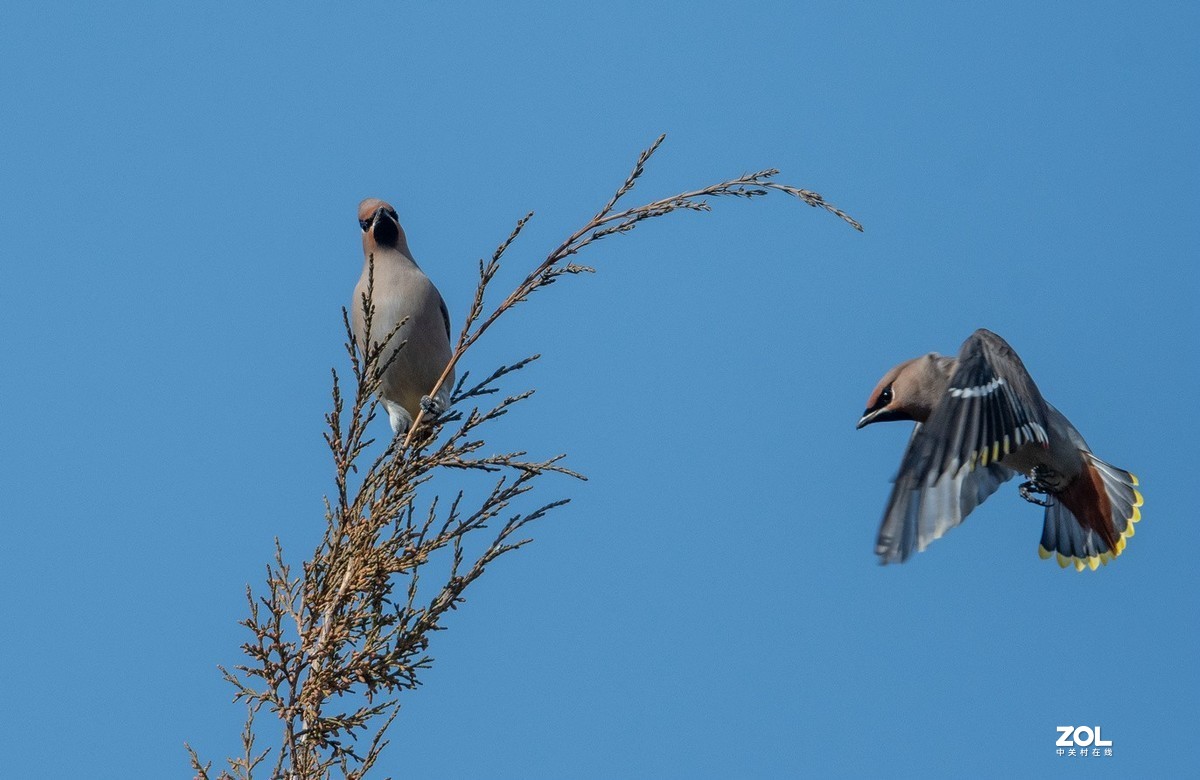 柏树枝上的《太平鸟》