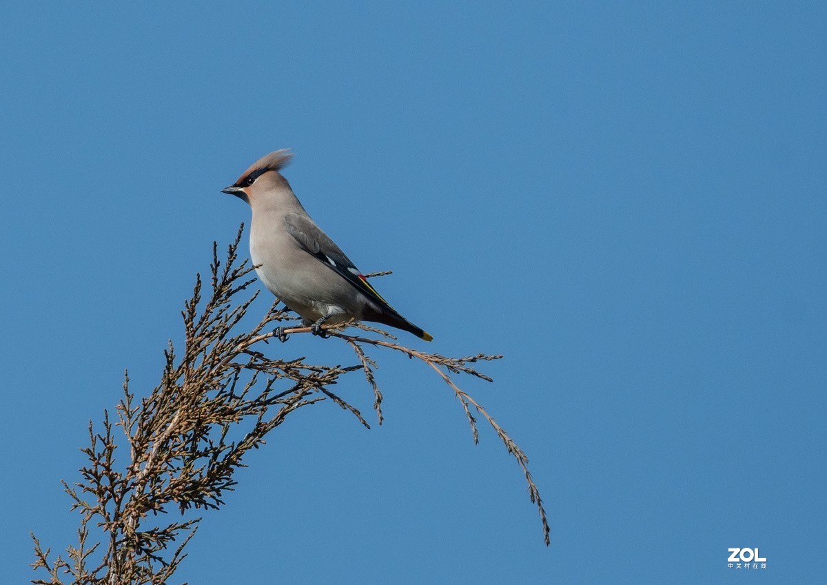 柏树枝上的《太平鸟》