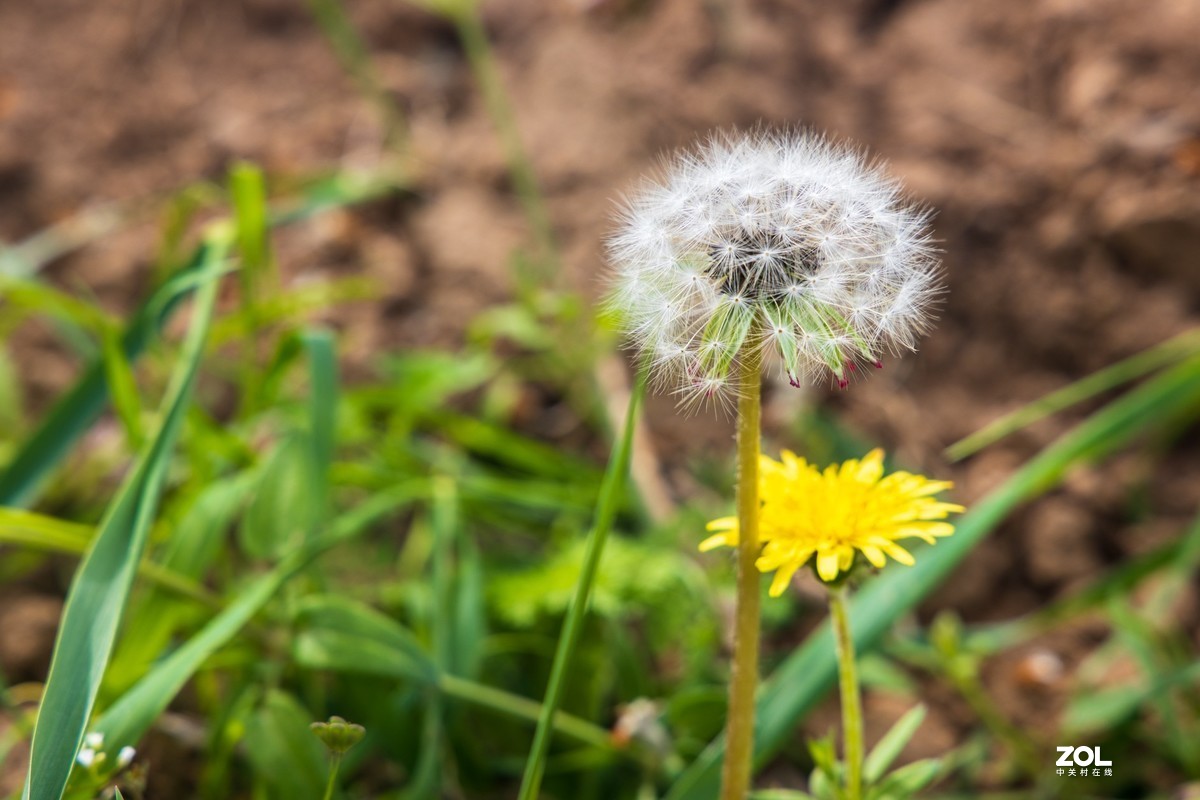 佳能EOSR，随拍，高手给掌掌眼，这个画质，这个价格，话说这个机是不是买亏了？