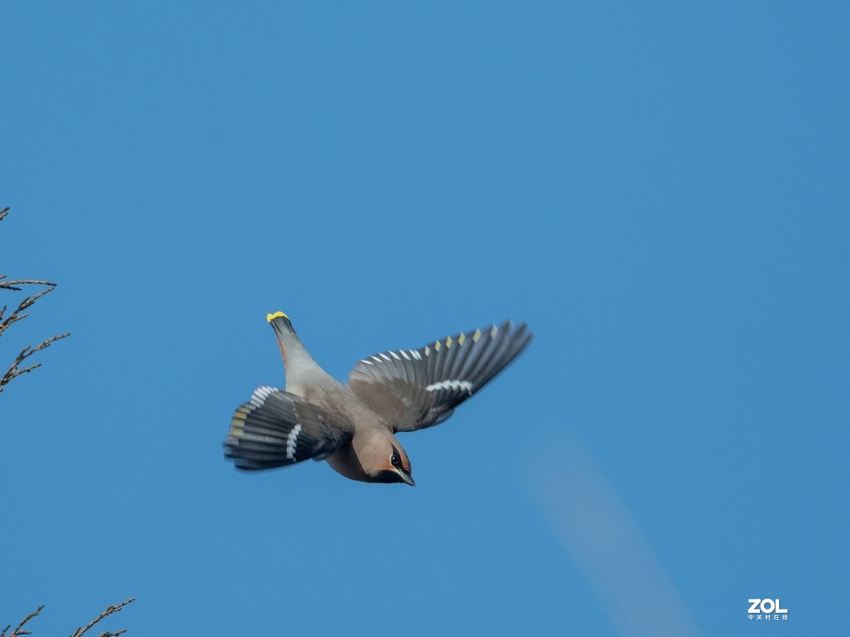 柏树枝上的《太平鸟》