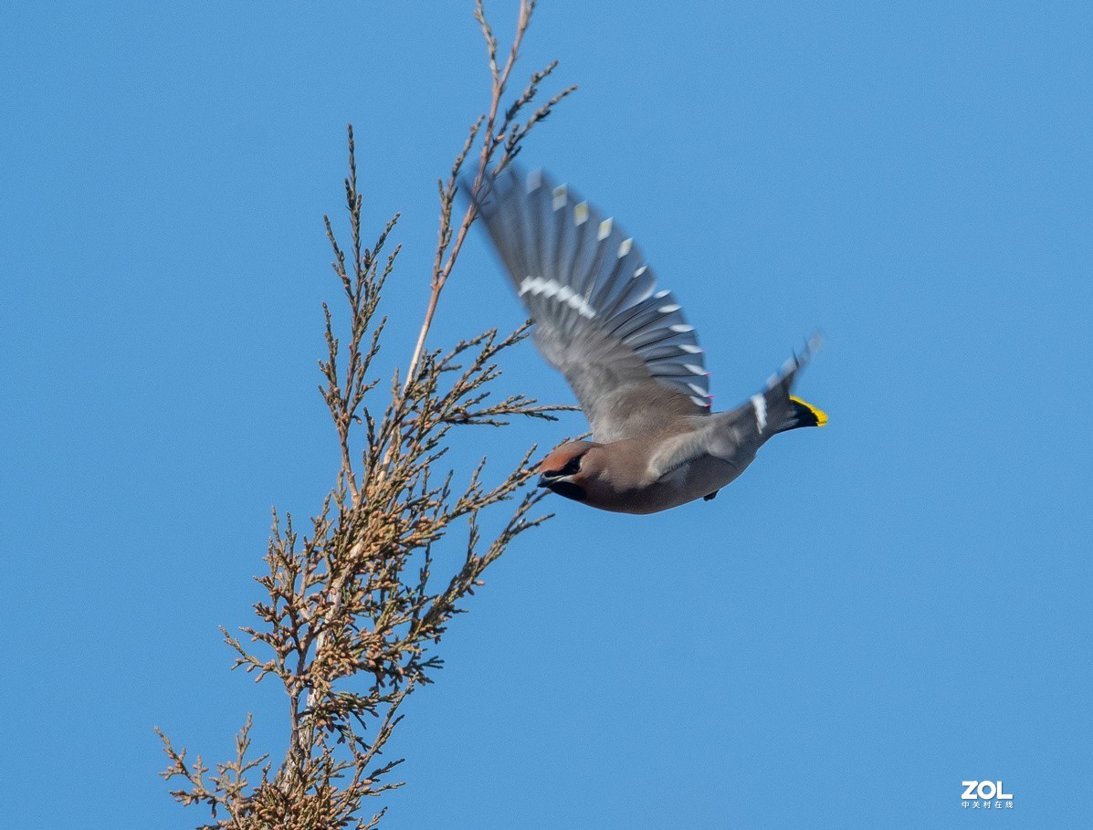 柏树枝上的《太平鸟》
