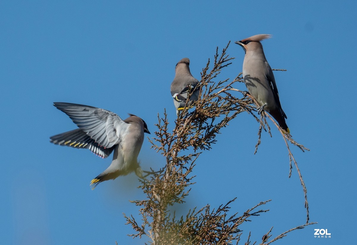柏树枝上的《太平鸟》