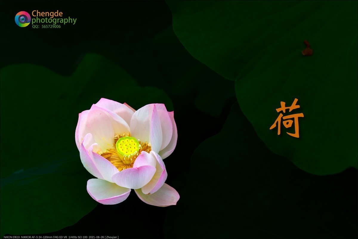 D610+24-120/F4