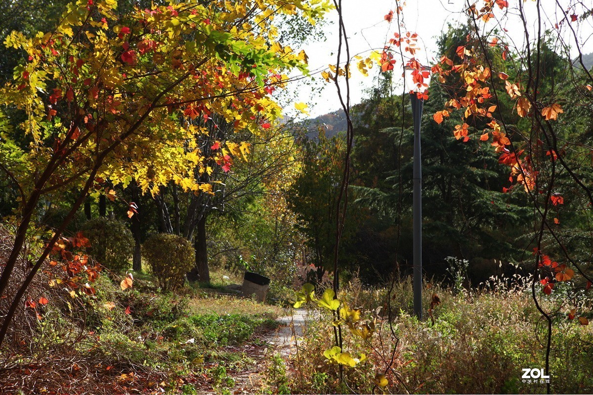 滨城游拍——东软园区之秋